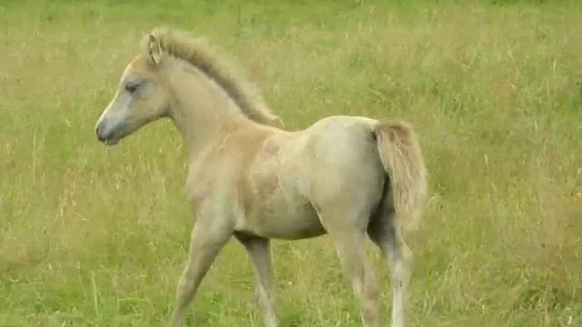 Floreat Prima Donna смотреть онлайн