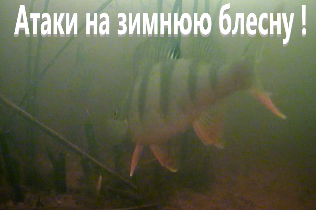 Нападение окуня на человека. Подлодка приманка на окуня. Подлодка окунь. Огромный окунь на зимней рыбалке фотомонтаж.