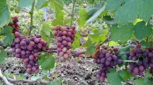 виноград "Подарок Несветая" на 16.07.22г Кубань Крымский р-н с.Мерчанское. виноградник Ефремова Ю.А