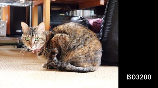 【自腹レビュー】最強コスパの動画カメラ！DC-GH6が凄すぎて神機な件【Panasonic】 смотреть онлайн