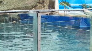 Дельфинарий московского зоопарка