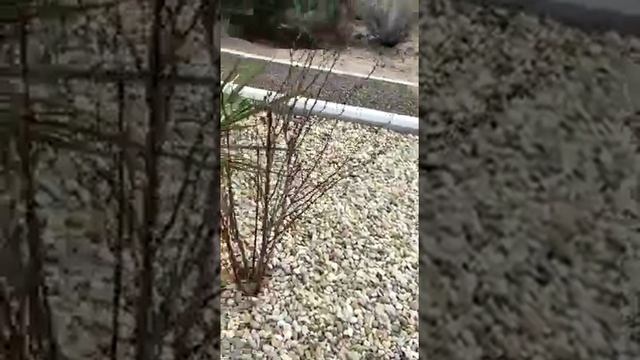 Каменный ковер после зимы!!!!!