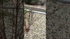 Каменный ковер после зимы!!!!!