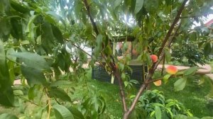 Абрикос, Персик и Инжир в средней полосе | Мой сад