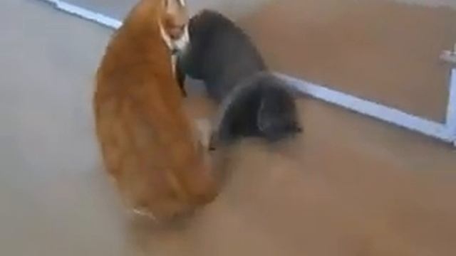 Гостиница для животных Золотая косточка Томск смотреть онлайн