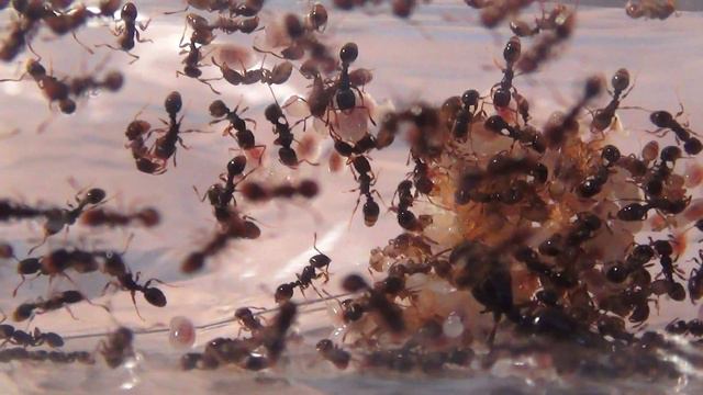 Общий вид смотреть онлайн