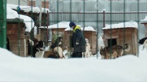 В Коми с 1 января начали действовать новые правила содержания домашних животных