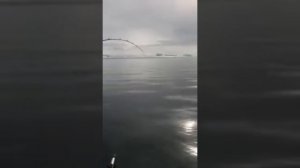 Касатка увела у рыбака чавыча