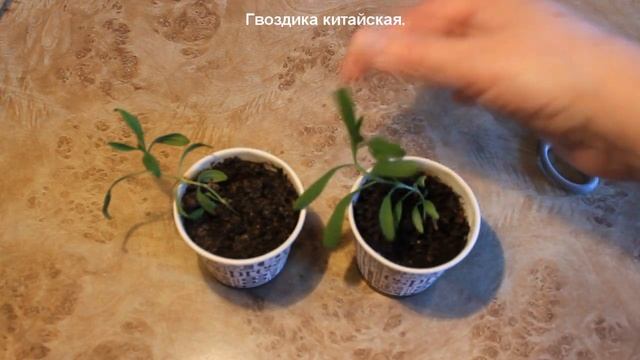 Гвоздика. Когда прищипывать рассаду гвоздики для формирования кустика. смотреть онлайн