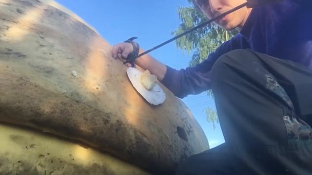 Настройка блочного лука после смены тетивы (петелька, седло, пип-сайд, прицел) смотреть онлайн