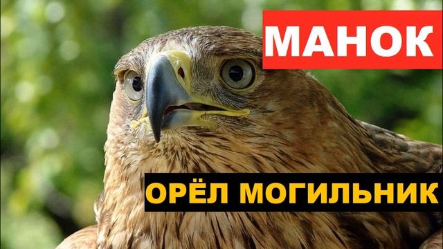 ?ГОЛОС (МАНОК) ОРЕЛ МОГИЛЬНИК смотреть онлайн