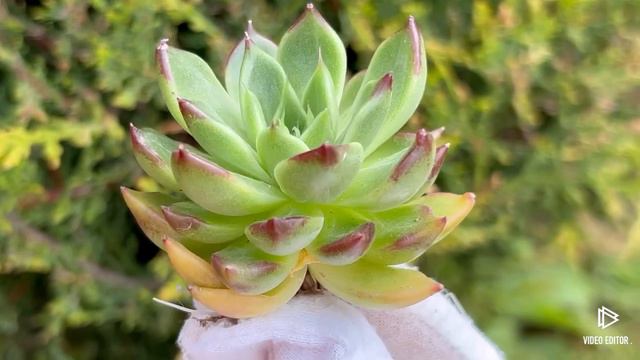 Echeveria agavoides Super Bell смотреть онлайн