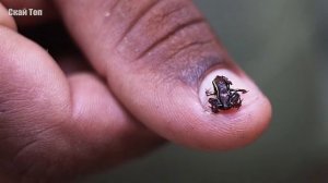 Самые странные и удивительные лягушки!