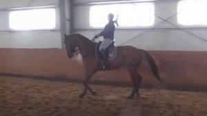 Сбор лошади на рыси