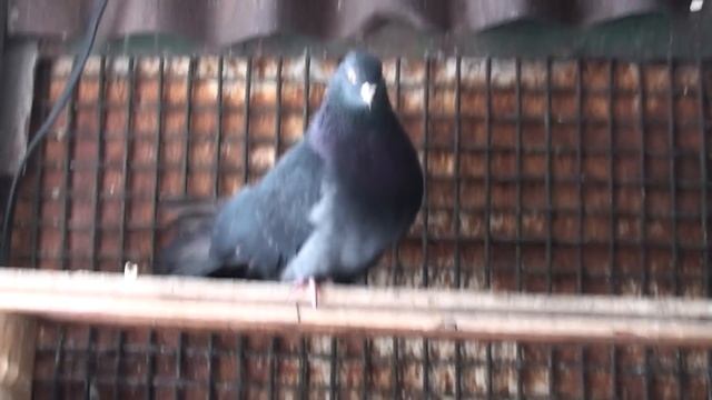 Обещанный голубь от Сергей Ивановича смотреть онлайн