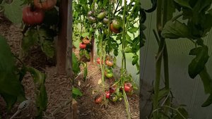 Сортовой томат "Озарк Восход"(Ozark Sunrise)