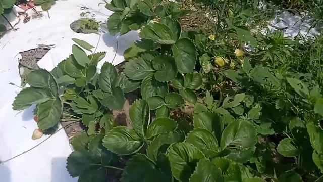 Клубника - сорт Азия. Честный обзор.