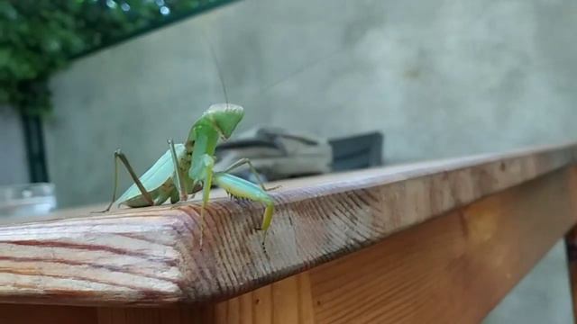 Мир вокруг тебя - богомол смотреть онлайн