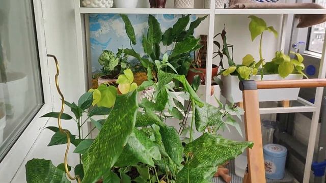 Нужен ваш совет! как уменьшить влажность и увеличить температуру воздуха? смотреть онлайн