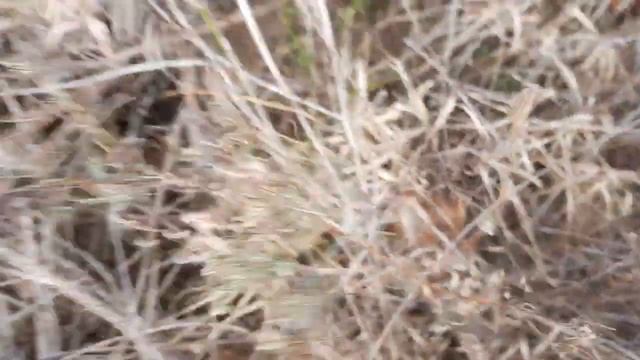 Лесной супер маркет. Грибов видимо не видимо. Лесная почва для комнатных растений. смотреть онлайн