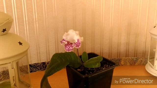 Стрептокарпус Дем Шармель зацвел