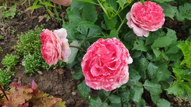 Розы Гийо смотреть онлайн