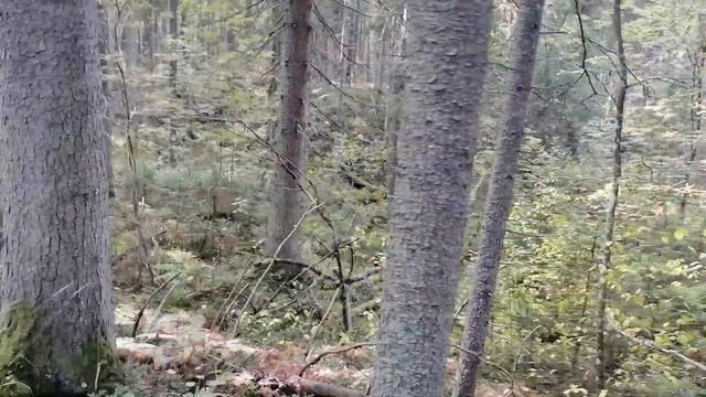 Лес с указателями... Экотропа Андреевская в Мелегежской горке.  Тихвинский район.