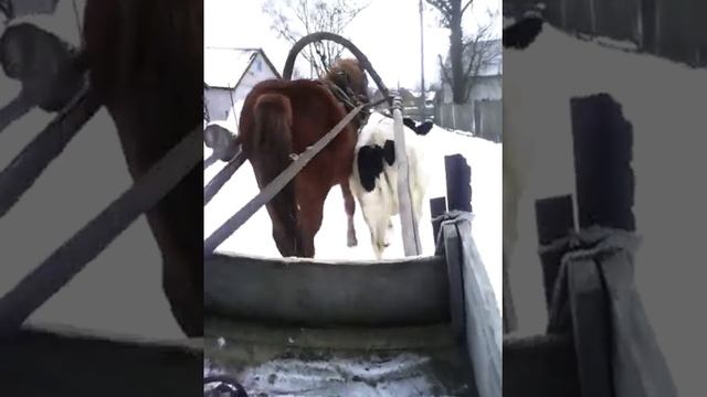 сморгонский район смотреть онлайн