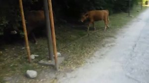 Природа Кавказа)) Животные кавказа)