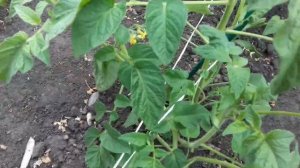 ПЕРВАЯ ОБРЕЗКА ЛИСТЬЕВ У ТОМАТОВ В ОТКРЫТОМ ГРУНТЕ.