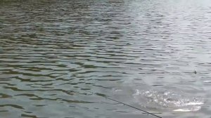 Ловим карпа,белого амура, НА ПЕНОПЛАСТ.Ловля на фидер в пол воды,