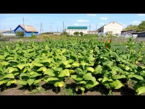 Небольшая  плантация  Курительного Табака_ обзор по сортам.