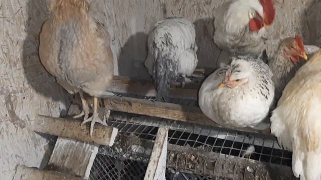 Весенний молодняк качает вечер!#курынесушки #куры #chick #курятник смотреть онлайн