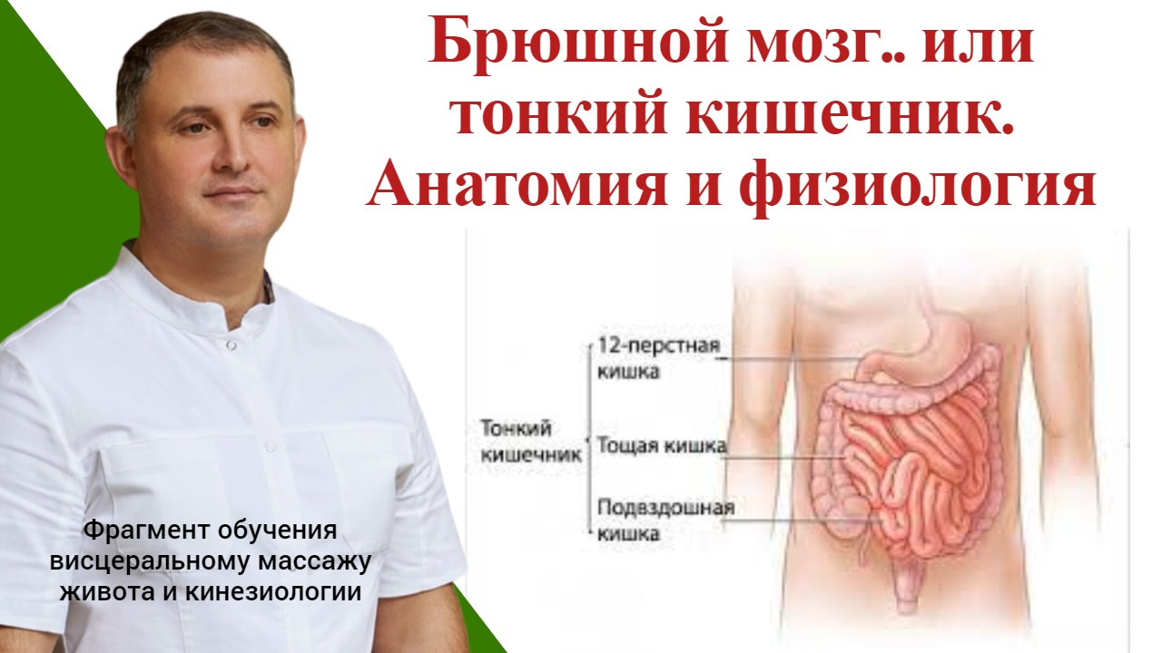 Брюшной мозг.. или тонкий кишечник. Анатомия и физиология. Фрагмент обучения