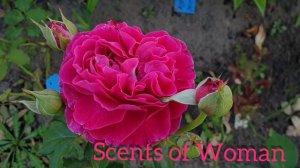 Красивые сорта роз в цвету