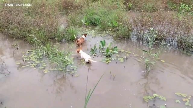 ОПАСНАЯ ХИЩНИЦА АНАКОНДА В ДЕЛЕ смотреть онлайн