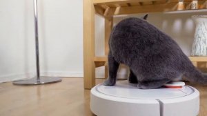 Кот и робот-пылесос )))