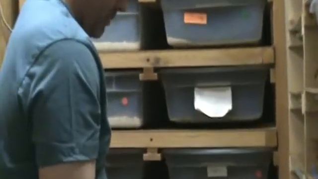 Ball Python eggs - the wait смотреть онлайн