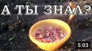 Хитрости посадки чеснока под зиму???