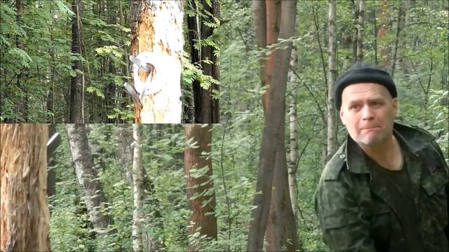 Ржевский лесопарк 12.06.14. смотреть онлайн