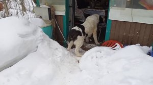 Среднеазиатская овчарка.  Алабай.  Волкодав.  Боня и Витюша на прогулке.
