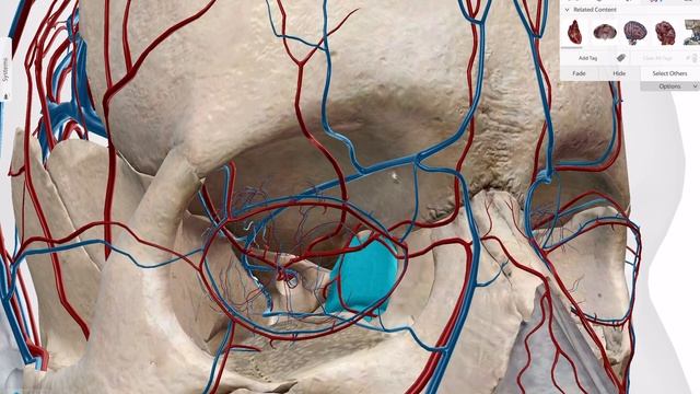 Внутренняя сонная артерия (разбор на 3д атласе ) #анатомиямедицинаангиология смотреть онлайн