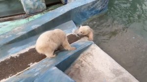 ГЕЛЕНДЖИК КАК ЖИВУТ БЕЛЫЕ МЕДВЕЖАТА САФАРИ-ПАРК