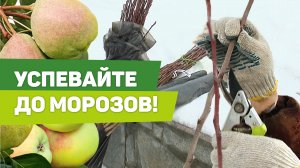 ЗАГОТОВКА ЧЕРЕНКОВ ДЛЯ ВЕСЕННЕЙ ПРИВИВКИ. Как нарезать, как хранить