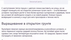 Гаультерия лежачая