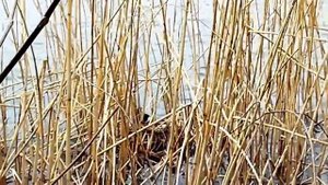 Самое рыбное место в Краснодаре/Озера Карасун в Краснодаре/Прогулка в Краснодаре/Лысуха на гнезде