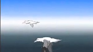 Альбатрос-скиталец морей и чайка