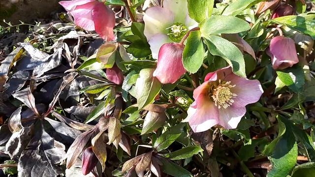 Helleborus Orientalis, kukurjek 2 смотреть онлайн