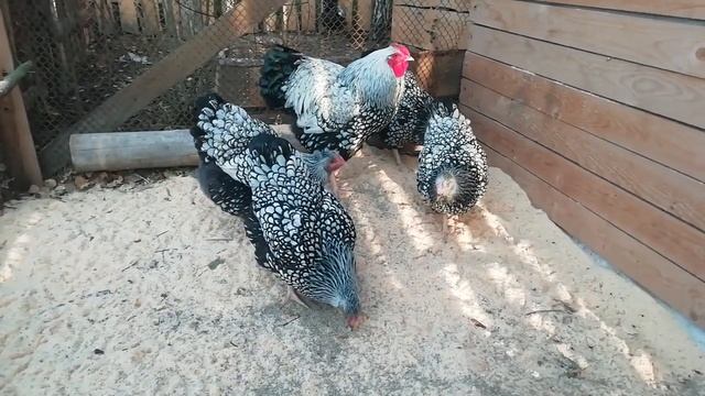 Куры породы виандот! смотреть онлайн