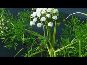 Эти растения НЕЛЬЗЯ давать индюкам